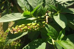 Phytolacca americana_Pep Alboquers CC BY-NC