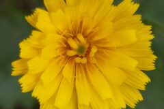 Picris hieracioides_Merce Vallicrosa CC BY-NC