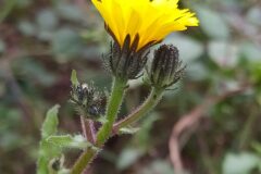 Picris hieracioides_Merce Vallicrosa CC BY-NC