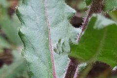 Picris hieracioides_Merce Vallicrosa CC BY-NC