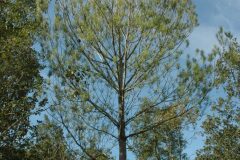 Pinus halepensis_Gabriel Huguet