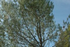 Pinus halepensis_Gabriel Huguet