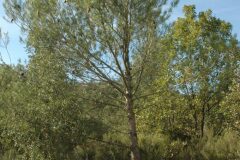 Pinus halepensis_Gabriel Huguet