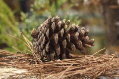 Pinus halepensis_Joaquim Reberte