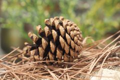 Pinus nigra_Joaquim Reberte