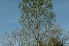 Pinus pinaster_Gabriel Huguet