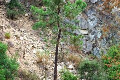 Pinus pinaster_Joaquim Reberte