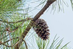 Pinus pinaster_Joaquim Reberte