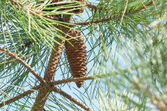 Pinus pinaster_Joaquim Reberte