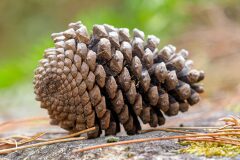 Pinus pinaster_Joaquim Reberte