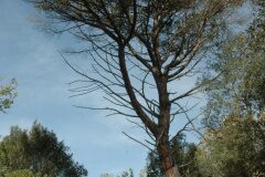 Pinus pinea_Gabriel Huguet