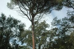 Pinus pinea_Gabriel Huguet