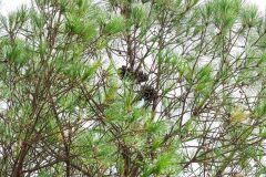 Pinus pinea_Joaquim Reberte