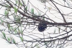 Pinus pinea_Joaquim Reberte