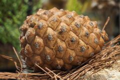 Pinus pinea_Joaquim Reberte