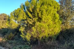 Pinus pinea_Marc Rovira CC BY-NC