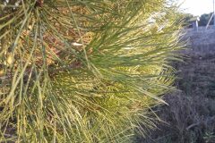 Pinus pinea_Marc Rovira CC BY-NC