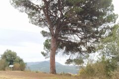 Pinus pinea_Merce Vallicrosa CC BY-NC