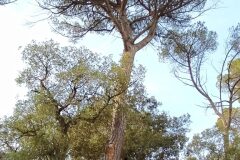 Pinus pinea_Merce Vallicrosa CC BY-NC