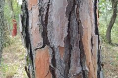 Pinus pinea_Merce Vallicrosa CC BY-NC