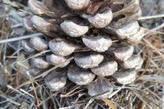 Pinus pinea_Merce Vallicrosa CC BY-NC