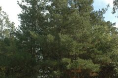 Pinus radiata_Gabriel Huguet