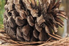 Pinus radiata_Joaquim Reberte