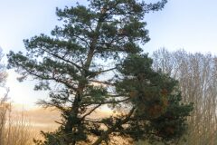 Pinus radiata_Jordi Bessa