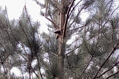 Pinus radiata_Josep Maspoch CC BY-NC