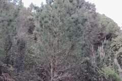 Pinus radiata_Josep Maspoch CC BY-NC