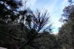 Pinus radiata_Josep Maspoch CC BY-NC