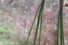 Pinus radiata_Josep Maspoch CC BY-NC