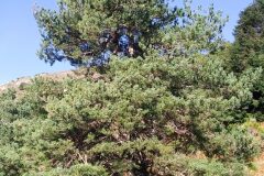 Pinus sylvestris_Adrian Pina CC BY-NC