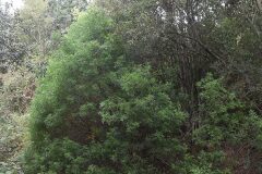 Pistacia lentiscus_Gabriel Huguet