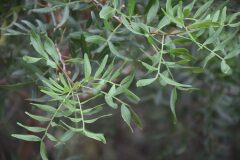 Pistacia lentiscus_Gabriel Huguet