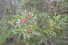 Pistacia lentiscus_Jaume Marti CC BY-NC