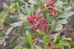 Pistacia lentiscus_Jaume Marti CC BY-NC