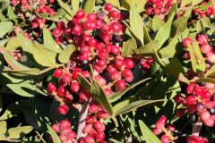 Pistacia lentiscus_Joaquim Reberte CC BY-NC