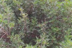 Pistacia lentiscus_Merce Vallicrosa CC BY-NC