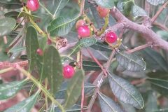 Pistacia lentiscus_Merce Vallicrosa CC BY-NC