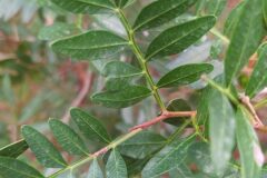 Pistacia lentiscus_Merce Vallicrosa CC BY-NC