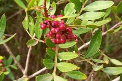 Pistacia lentiscus_Neus Julia CC BY-SA