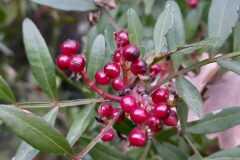 Pistacia lentiscus_Neus Julia CC BY-SA