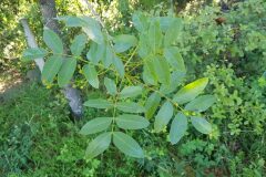 Pistacia terebinthus_Roger Vila CC BY-NC