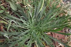 Plantago coronopus_Joanjo Garcia CC BY-NC