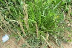 Plantago coronopus_Jordi Puyuelo