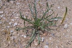 Plantago coronopus_Merce Vallicrosa CC BY-NC