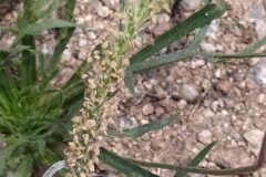 Plantago coronopus_Merce Vallicrosa CC BY-NC