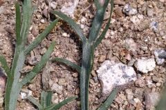 Plantago coronopus_Merce Vallicrosa CC BY-NC