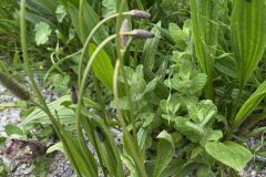 Plantago lanceolata_Andres Tello